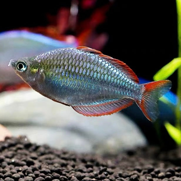 電光美人（ Melanotaenia praecox ）