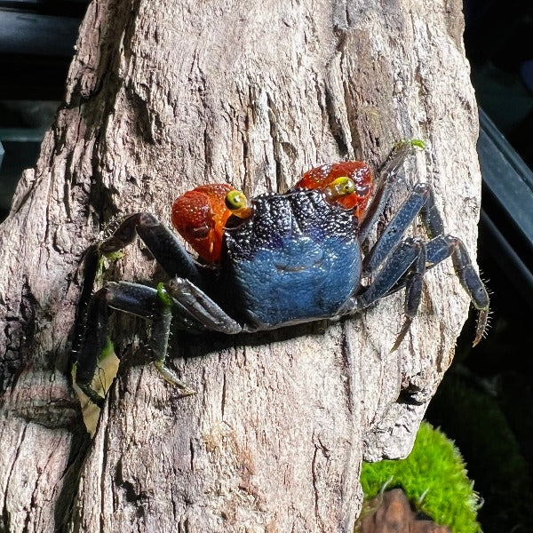 紅手幽靈惡魔蟹 Red Gloves Vampire Crab ( Geosesarma sp )