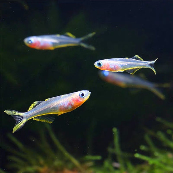 霓虹燕子 Forktail blue-eye （Pseudomugil furcatus）