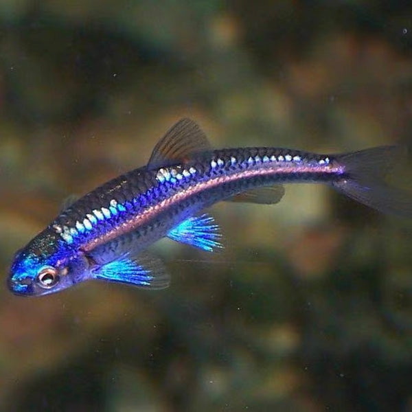 紫光精靈 Rainbow shiner（ Notropis chrosomus ）