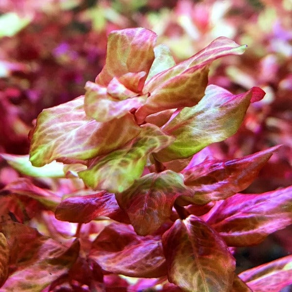 豹紋紅蝴蝶 ( Rotala macrandra Var. )