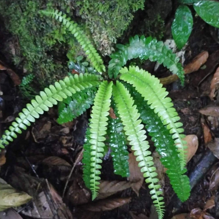 披針耳蕨/對生耳蕨 Polystichum deltodon - 森流 GreenFlow - 動植物造景專門店