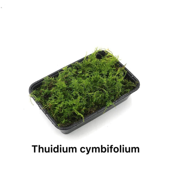 大羽蘚 Cymbifolium Thuidium ( Thuidium cymbifolium ) - 森流 GreenFlow - 動植物造景專門店