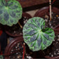 鹿寨秋海棠 Begonia luzhainensis