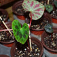 鹿寨秋海棠 Begonia luzhainensis