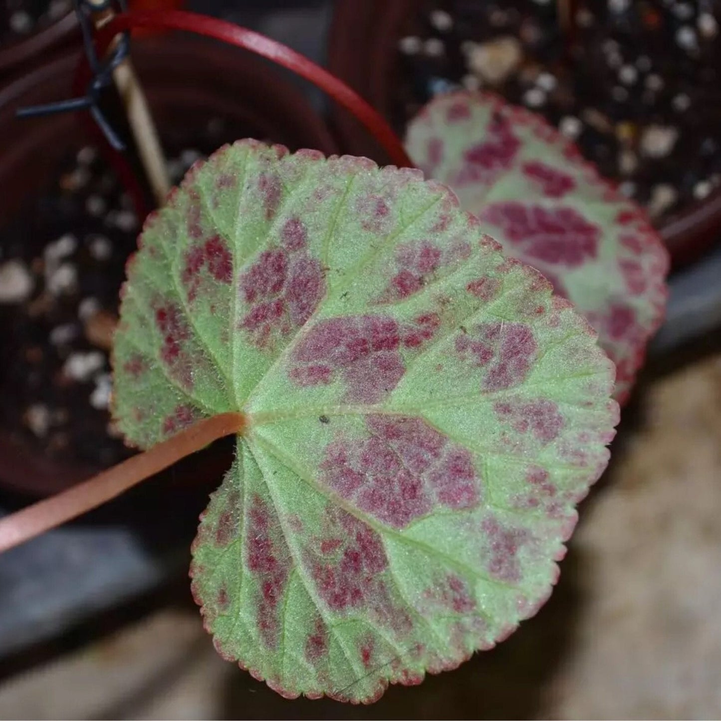 鹿寨秋海棠 Begonia luzhainensis