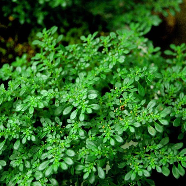 小葉冷水花 Pilea microphylla - 森流 GreenFlow - 動植物造景專門店