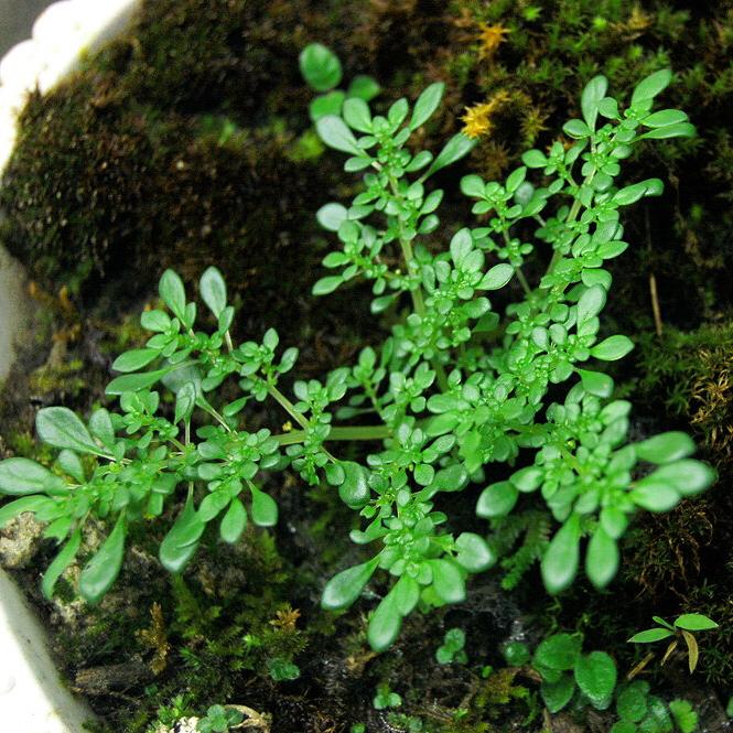 小葉冷水花 Pilea microphylla - 森流 GreenFlow - 動植物造景專門店