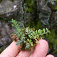 鐵角蕨 Asplenium trichomanes