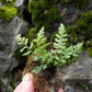 鐵角蕨 Asplenium trichomanes