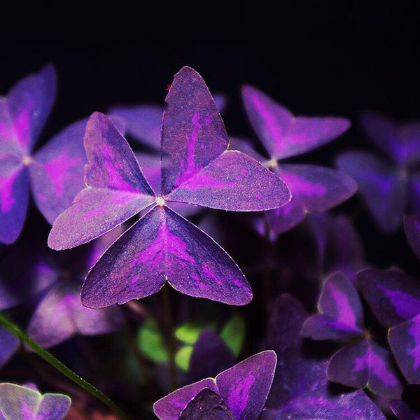 紫葉酢漿草 三葉草 False Shamrock ( Oxalis triangularis )