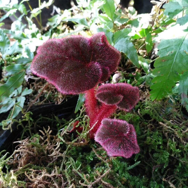 變色秋海棠 Begonia versicolor 'Balck&Red'