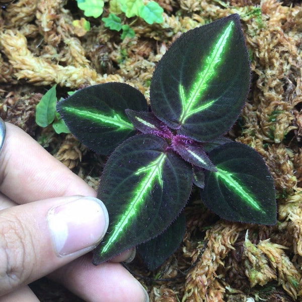 螢光蜂鬥草 Sonerila sp. fluo