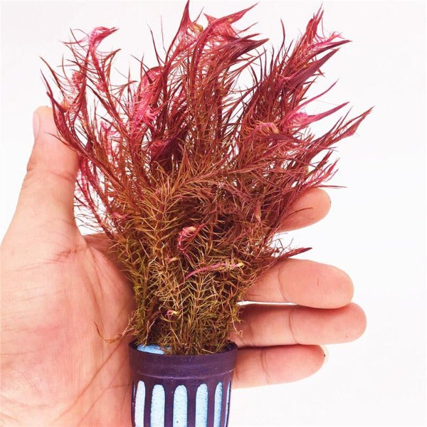 紅松尾 ( Rotala wallichii )