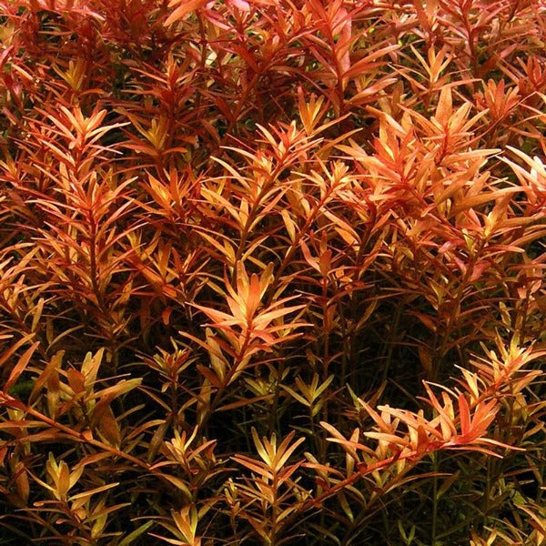 紅宮廷 （Rotala sp. Colorata）