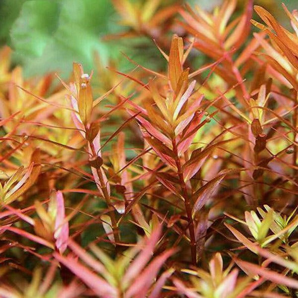 紅宮廷 （Rotala sp. Colorata）