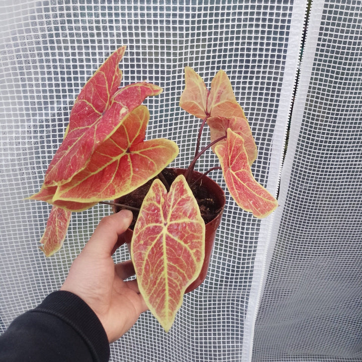 彩葉芋 Caladium ' New Wave ' ( Caladium bicolor ) - 森流 GreenFlow - 動植物造景專門店