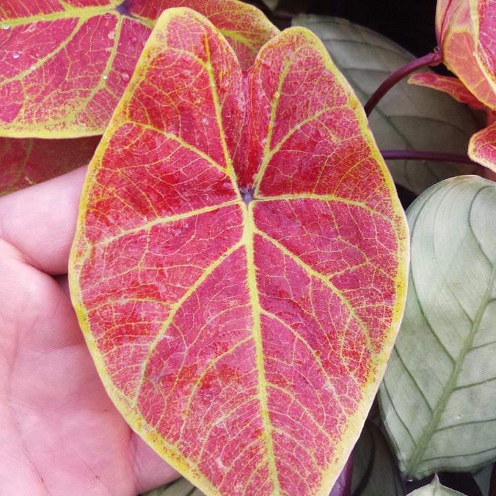 彩葉芋 Caladium ' New Wave ' ( Caladium bicolor ) - 森流 GreenFlow - 動植物造景專門店