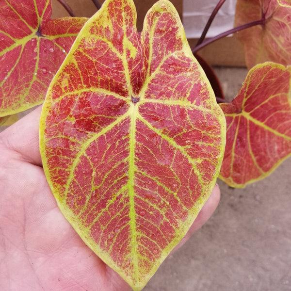 彩葉芋 Caladium ' New Wave ' ( Caladium bicolor ) - 森流 GreenFlow - 動植物造景專門店