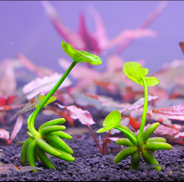 香蕉草 Banana Lily ( Nymphoides aquatica )