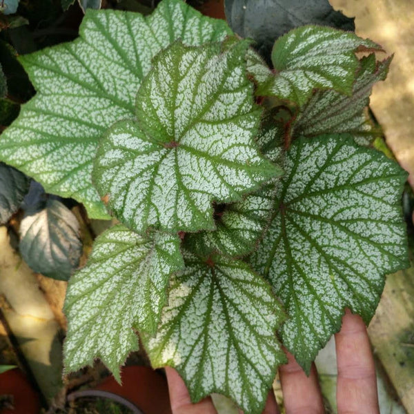 秋海棠  Begonia Sp (White)