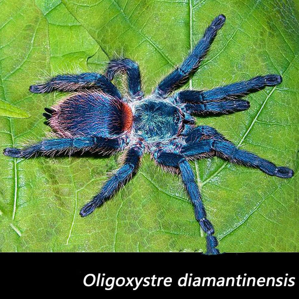 巴西藍絲絨 Brazilian Blue Dwarf Tarantula (Oligoxystre diamantinensis) - 森流 GreenFlow - 動植物造景專門店