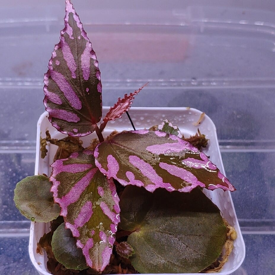 Begonia sp. julau