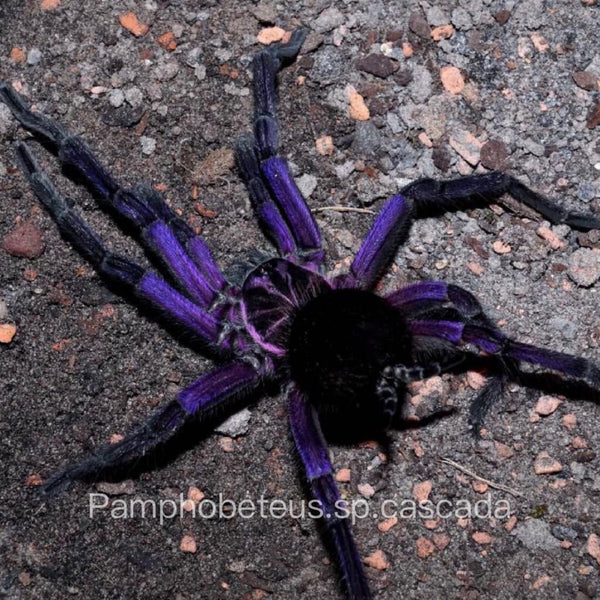 皮欽查鋼鐵藍 Cascada Birdeater Tarantula (Pamphobeteus sp cascada)