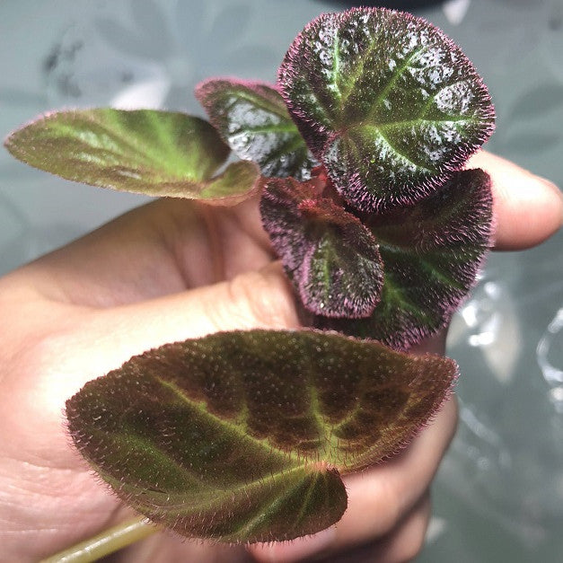 秋海棠 Begonia ' Bonita Shea '