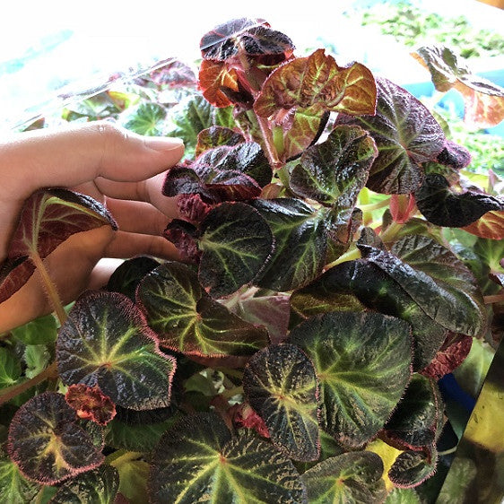 秋海棠 Begonia ' Bonita Shea '