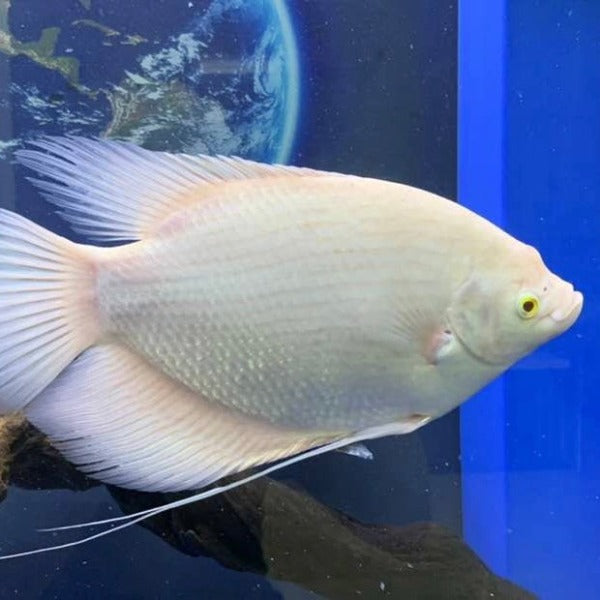 紅眼眼白招財 / 白戰船 Albino Giant Gourami ( Osphronemus goramy )