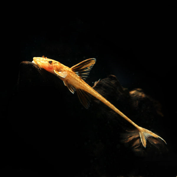 紅蜻蜓直升機 Red Lizard Catfish (Rineloricaria sp.L010A)