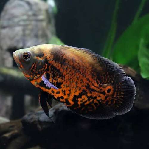 黑豬仔魚（Astronotus ocellatus）