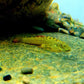 Purple-finned loach (Pseudogastromyzon laticeps)