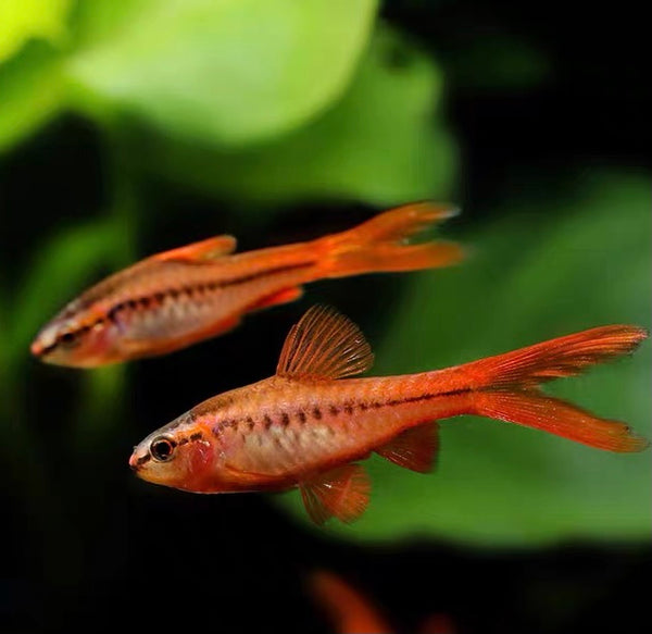 長尾櫻桃燈 Cherry Barb ( Puntius titteya )