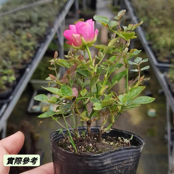 繁星微型月季 （Rose Miniature '  Stars ' ）