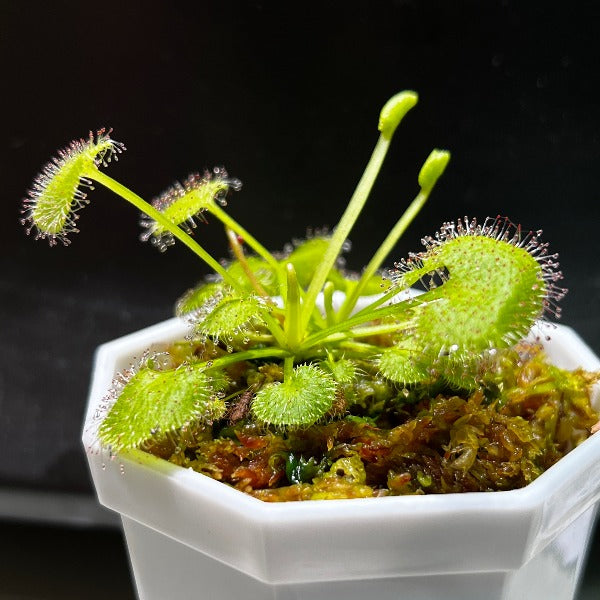 負子愛心毛氈苔茅膏菜 Sundews ( Drosera prolifera )