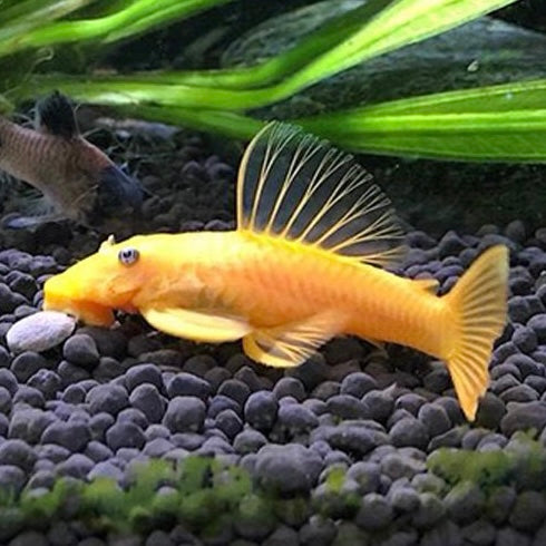 藍眼黃金鬍子 Yellow ancistrus （Ancistrus sp. temmincki）