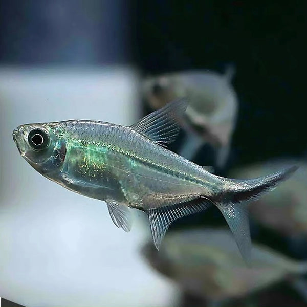 黑尾大勾旗 Costae Tetra (Moenkhausia costae)