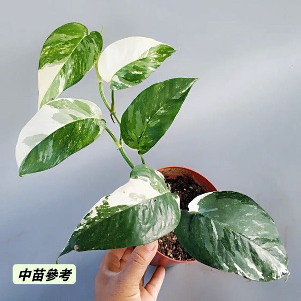 白錦麒麟尾（ Epipremnum pinnatum albo-var. ）