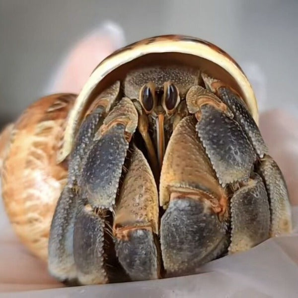 紅日寄居蟹 Philippine Land Hermit Crab ( Coenobita pseudorugosus )