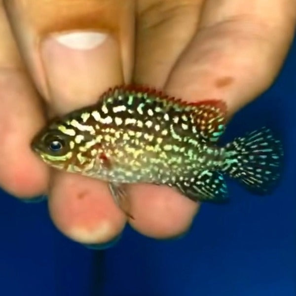 泰國金花羅漢魚-泰國進口 Kamfa Flowerhorn（Cichlasoma sp.）