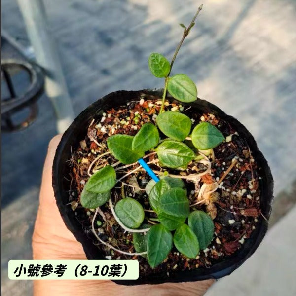 騰沖球蘭 / 毬蘭（Hoya tengchongensis ）