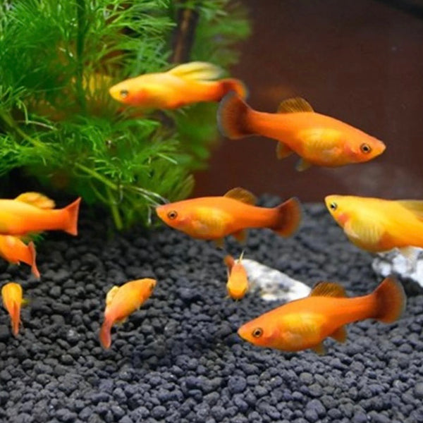 金牡丹 Variegated platy （Xiphophorus variatus.var）