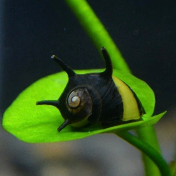 蜜蜂角螺-螺中明星 Beehorn snail（Clithon sp. ）