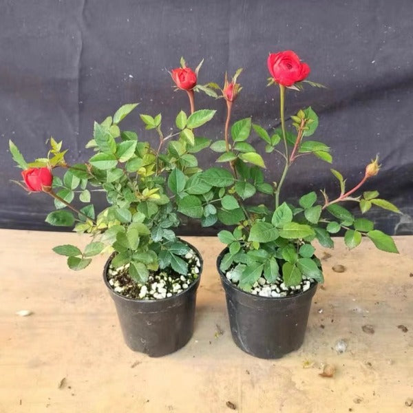 胭脂紅微型月季 （Rose Miniature '  Carmine ' ）