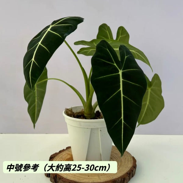 絨葉觀音蓮  / 綠天鵝絨海芋 Green Velvet  ( Alocasia micholitziana ‘Frydek’ )