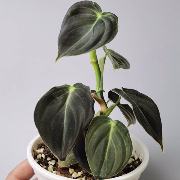 黑金蔓綠絨 Black Gold Philodendron ( Philodendron Melanochrysum )