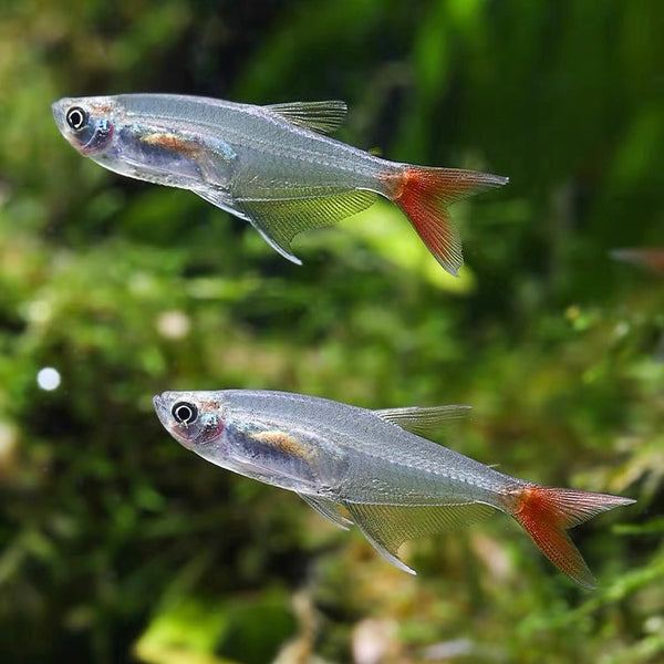 紅尾玻璃 Bloodfin Glass (Prionobrama  filigera)