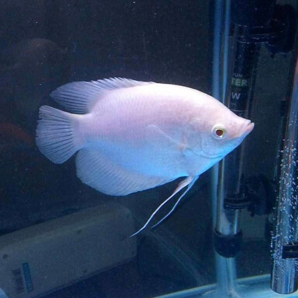 紅眼眼白招財 / 白戰船 Albino Giant Gourami ( Osphronemus goramy )